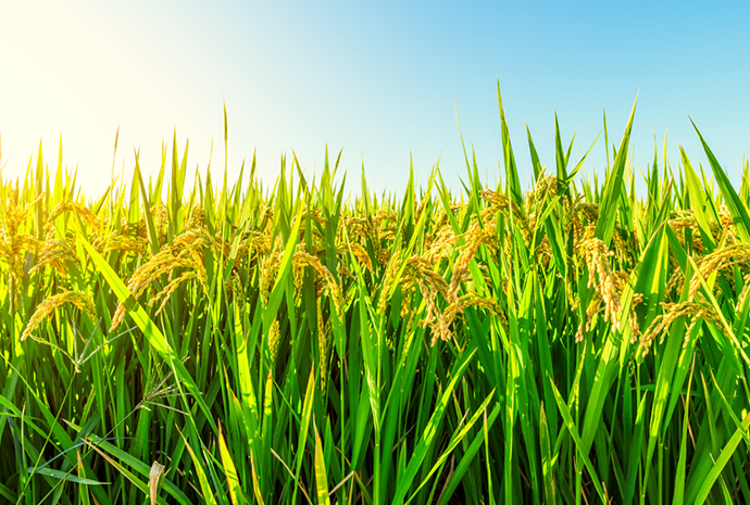 ɭ��������-׷�󿵽�,����һ������