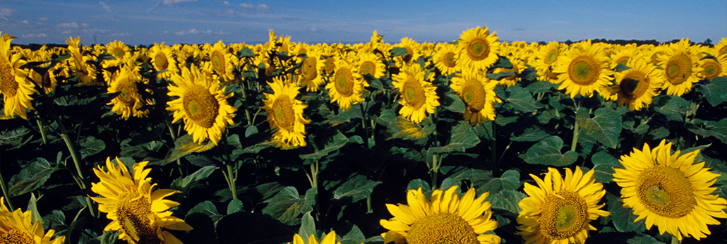 ɭ��������-׷�󿵽�,����һ������